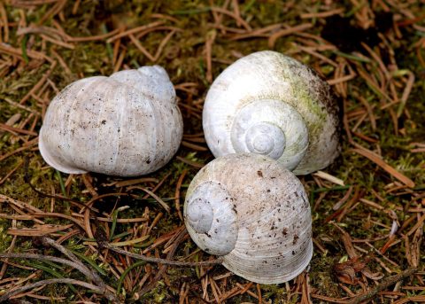 Lijstersmidse en zwartkop