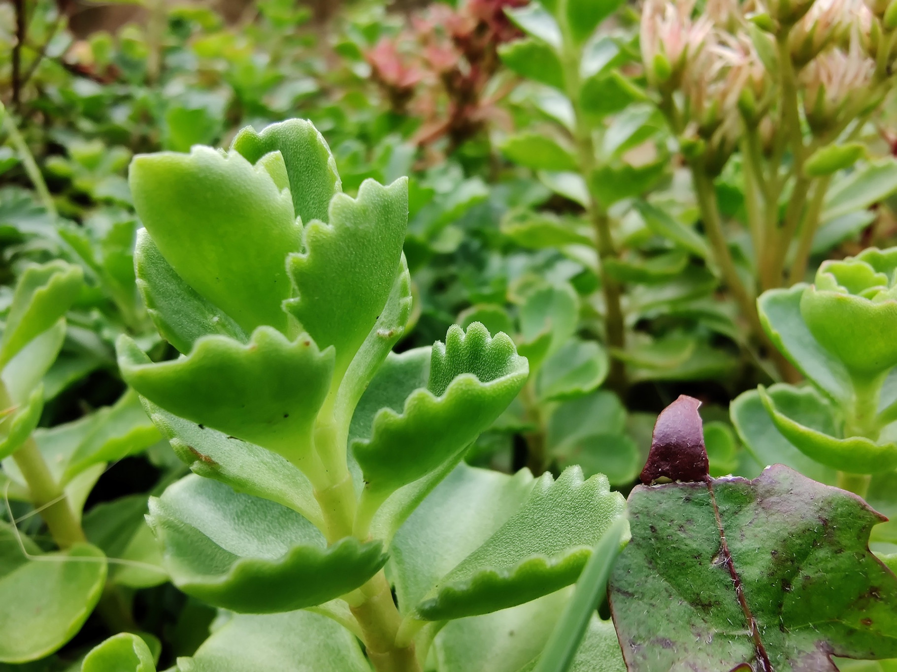 Het project ‘Samen Groen Dak’ in Hoogeveen gaat het tweede jaar in