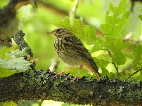 Boompieper Boerenveensche Plassen