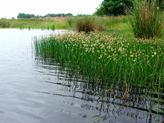 IVN Hoogeveen Hero Moorlag waterbies