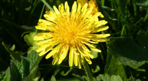 Felgele paardenbloem in close-up, omringd door groene bladeren.