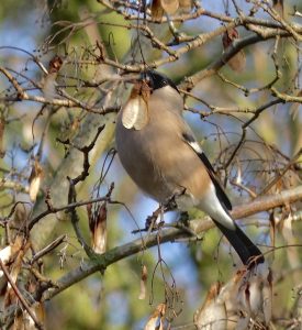 Goudvink - Elize Stellingsma