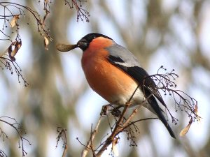 Goudvink - Elize Stellingsma