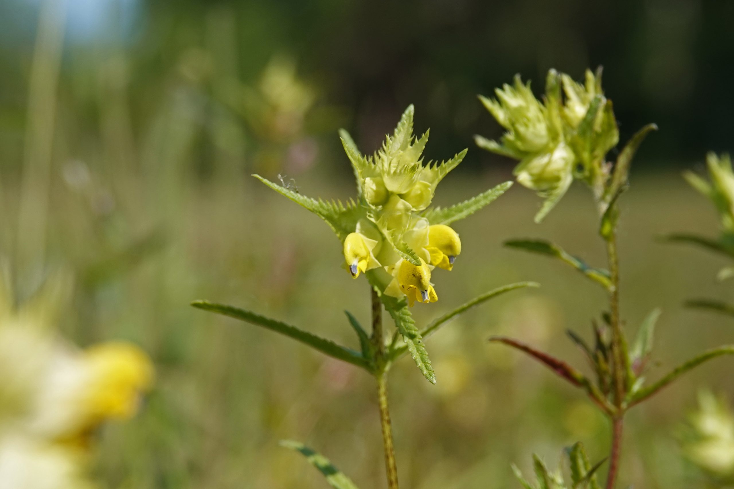 Close-up van een plant met gele bloemen in een groene, onscherpe achtergrond.