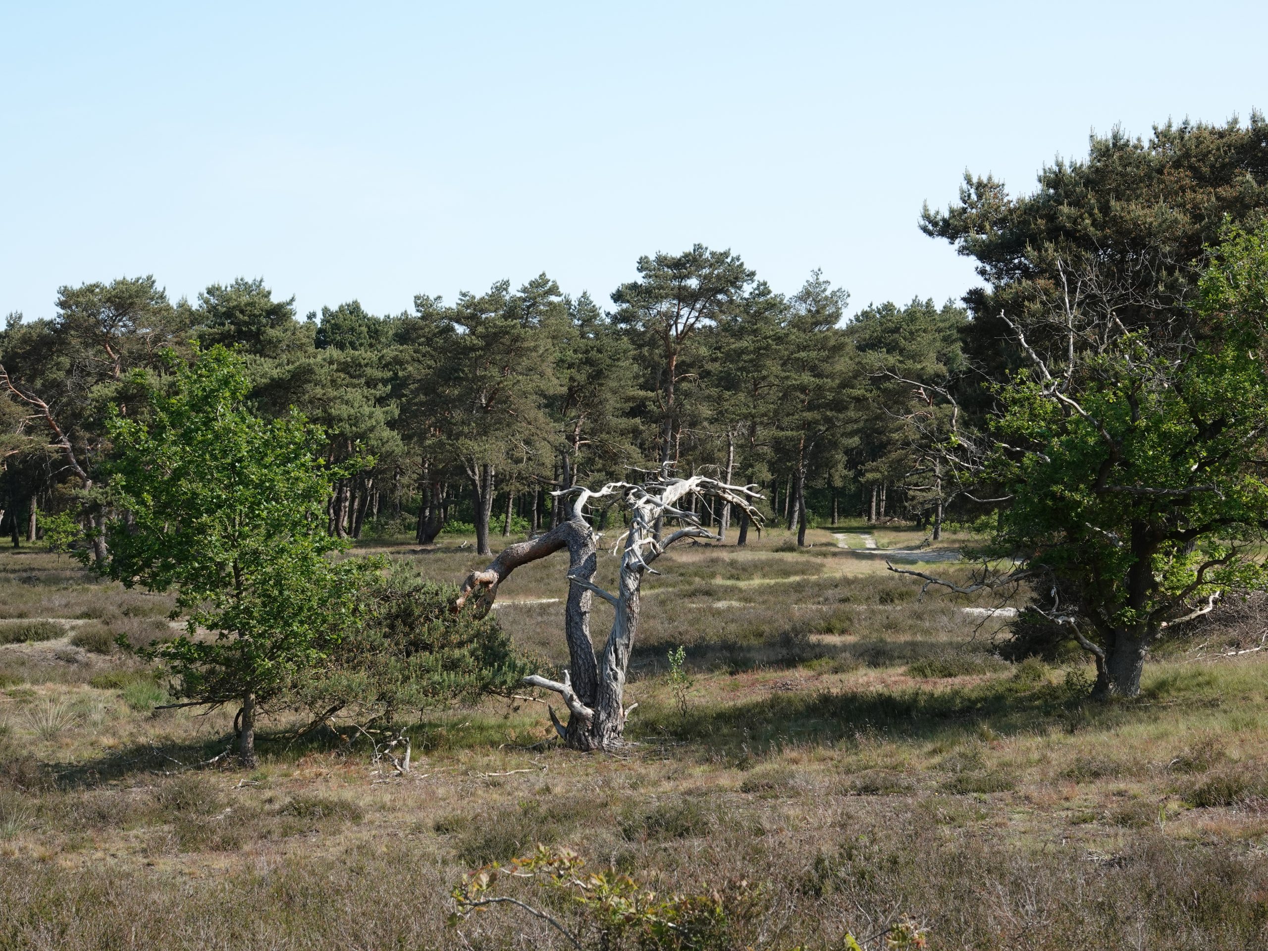 Droog grasland met bomen, dode boomstam in het midden, omringd door groen bos onder blauwe lucht.