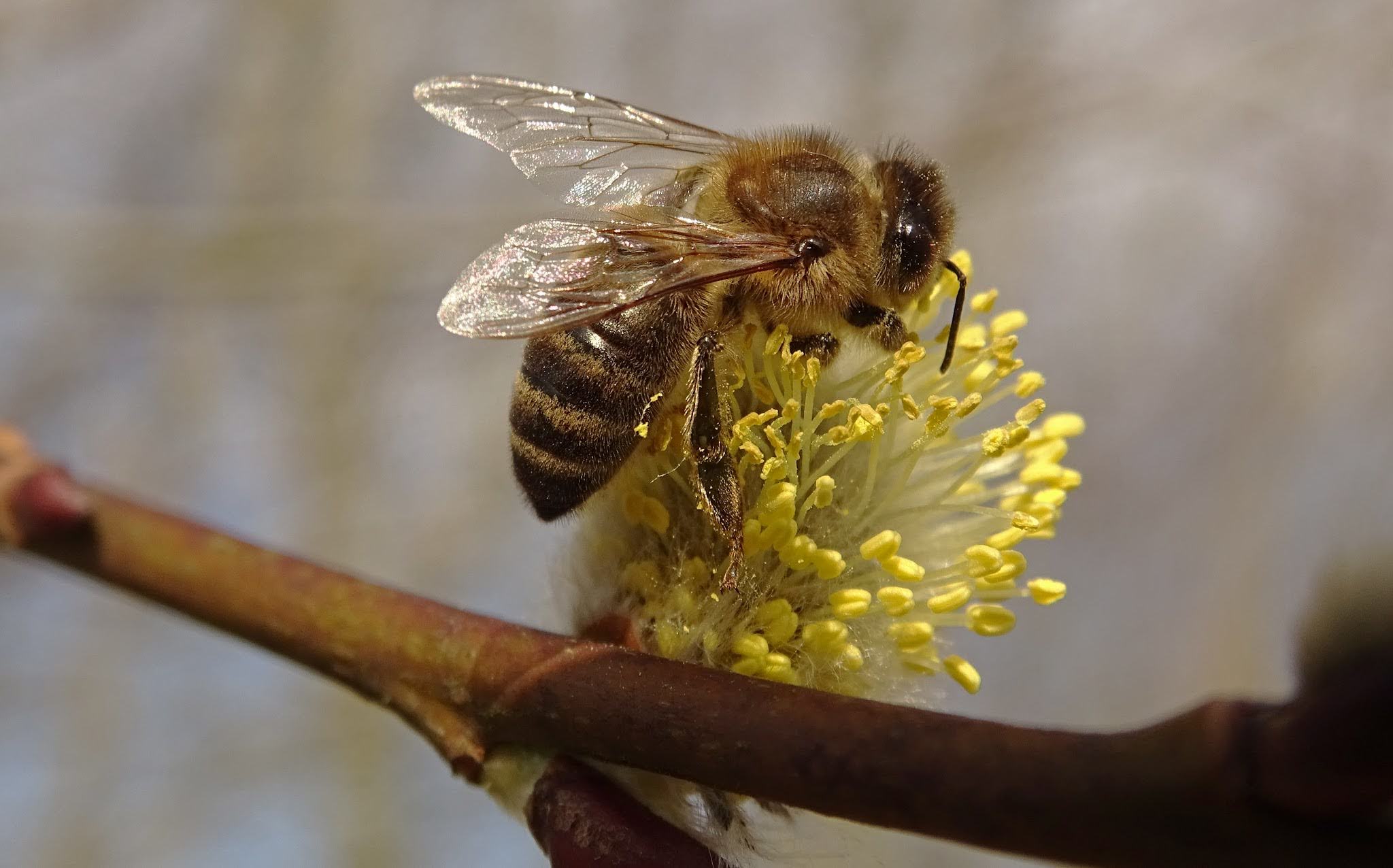 Bij op gele bloem verzamelt nectar onder zonnige omstandigheden.