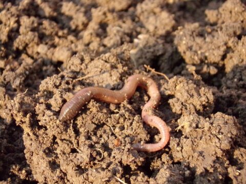 Regenworm kronkelt over vochtige aarde in close-up.