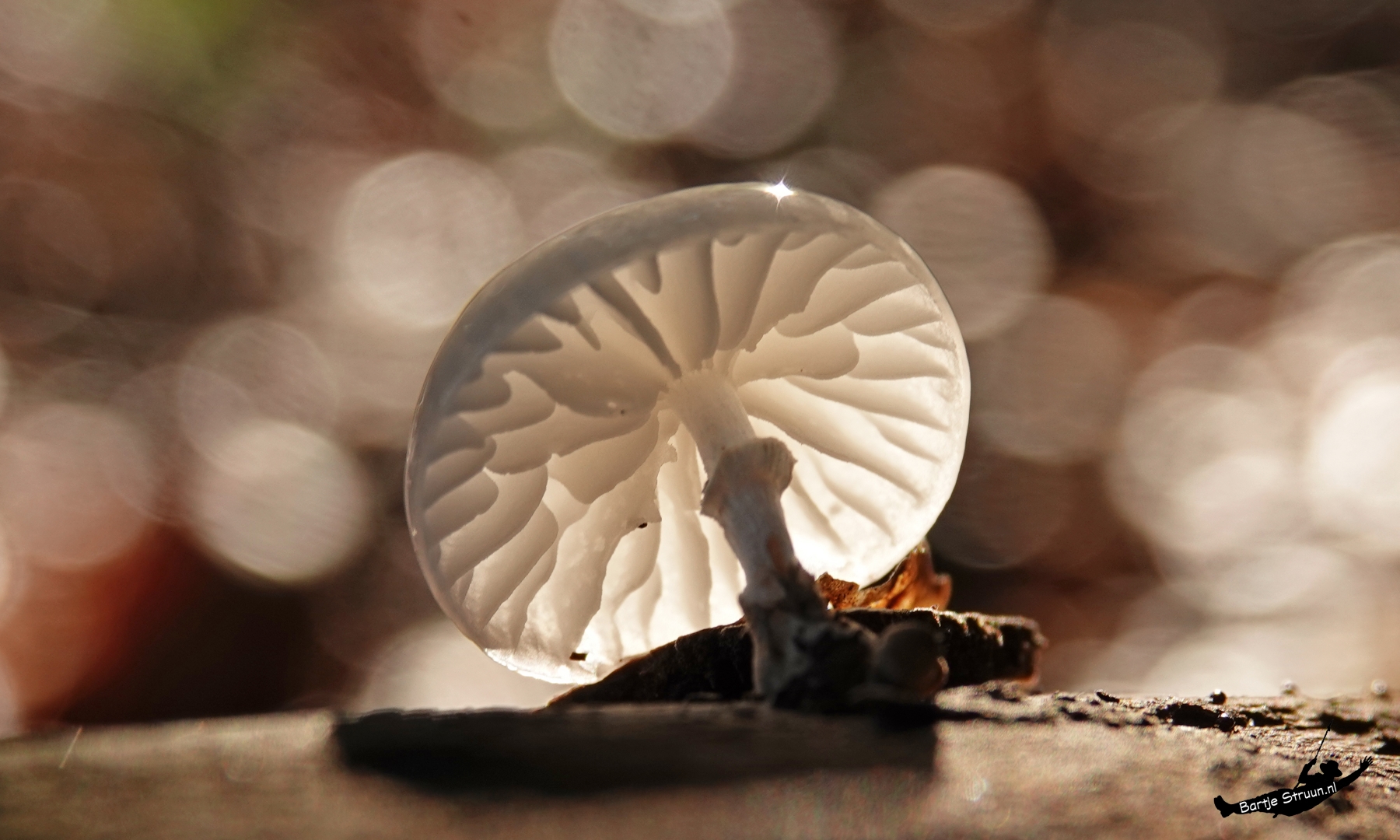 Witte paddenstoel in close-up met artistieke bokeh-achtergrond en zonlichtstralen.