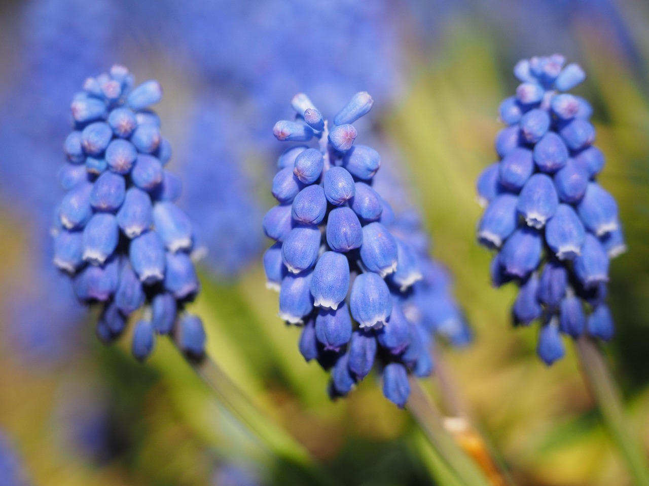 Drie blauwe hyacintachtige bloemen met onscherpe groene achtergrond.