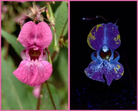 Twee foto's van dezelfde bloem: links roze, rechts fluorescerend in donker.
