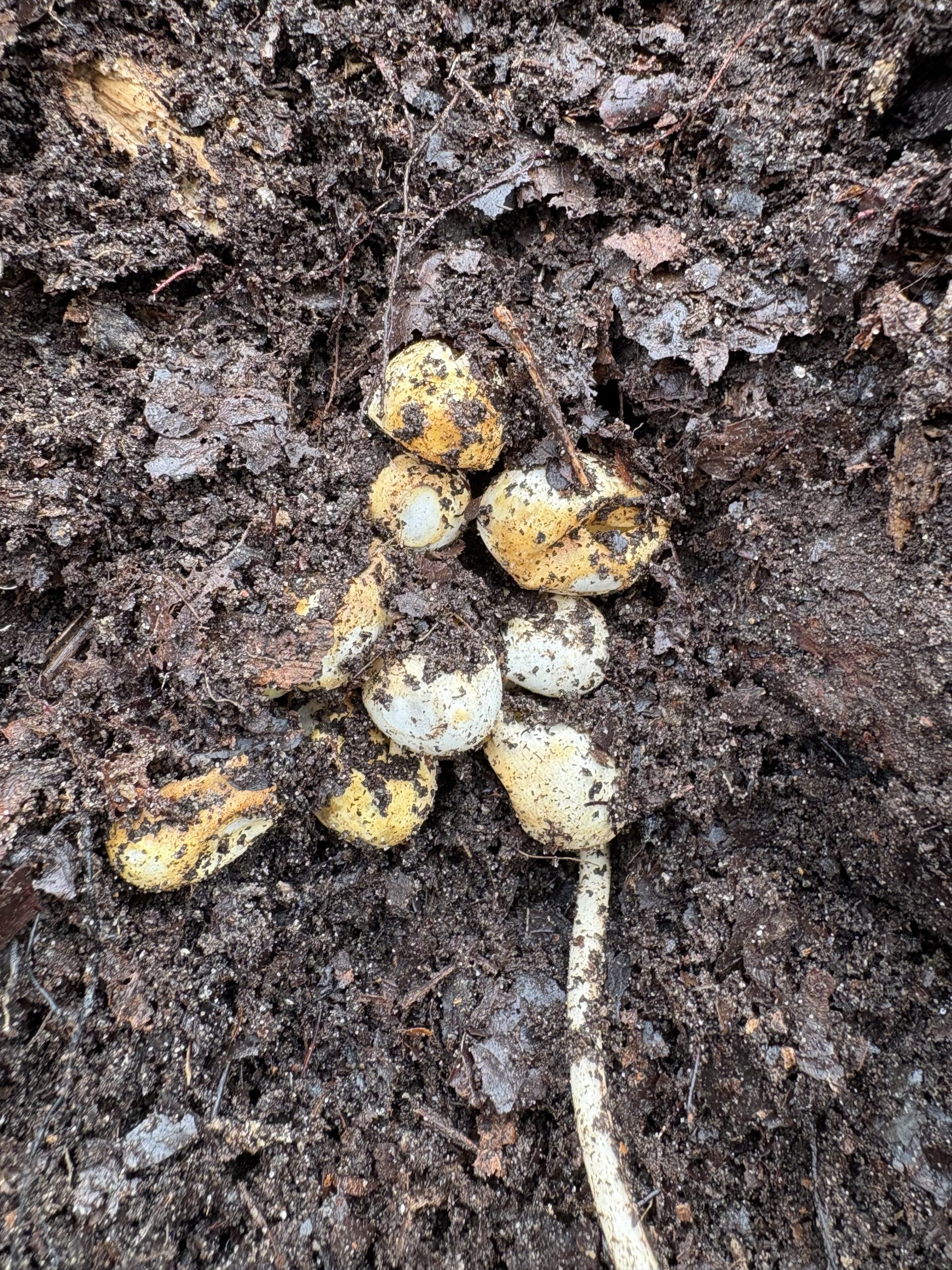 Geel-witte schimmel of paddenstoelen groeien in donkere, vochtige aarde.