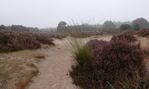 Mistig heidelandschap met zandpad, bloeiende heide en grassen; bos op de achtergrond.