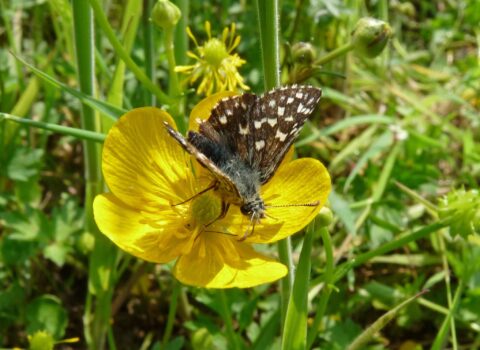 Vlinder op een gele bloem in een groene omgeving.