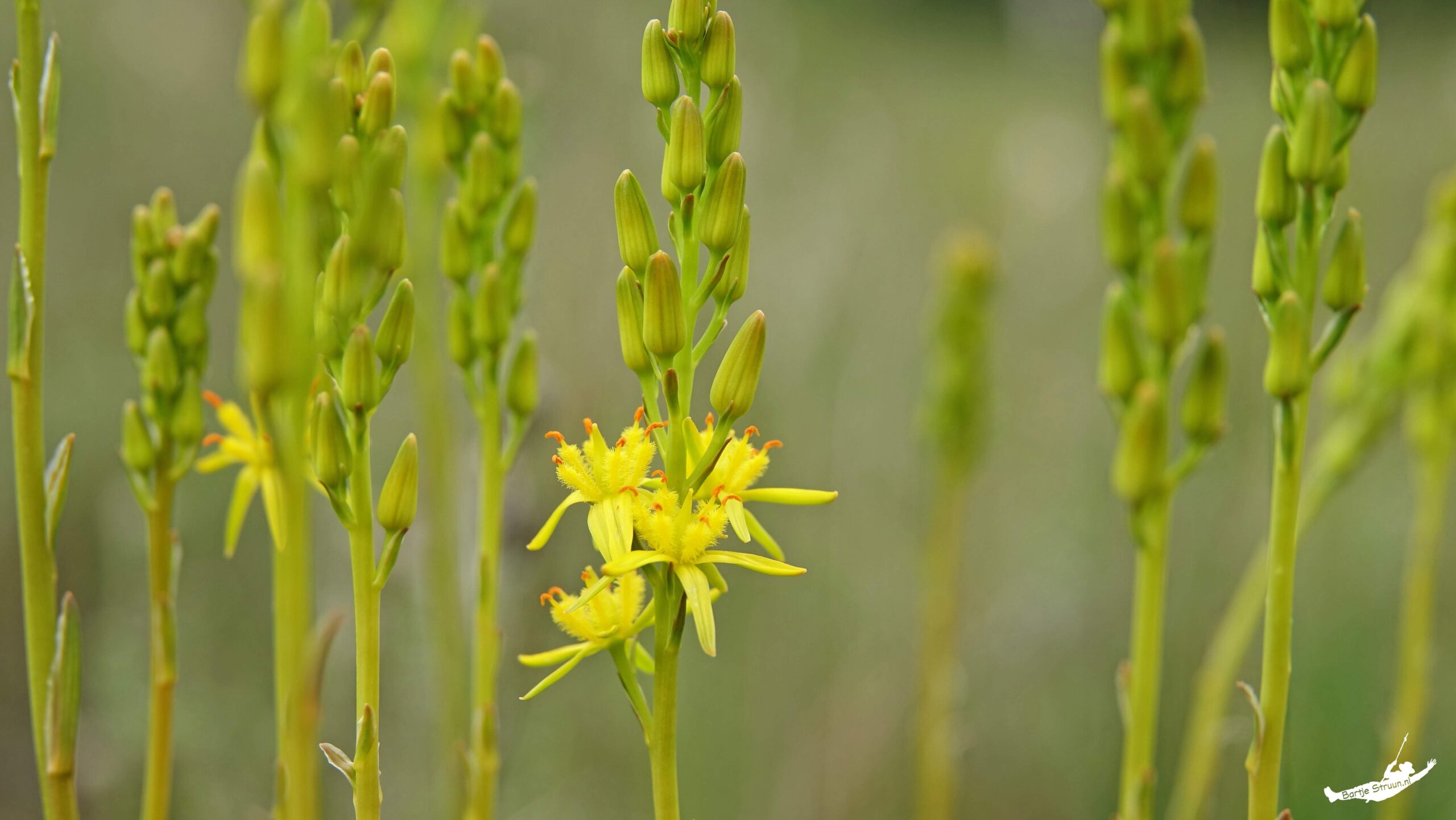 Groene stengels met gele bloemen in bloei tegen een wazige, natuurlijke achtergrond.