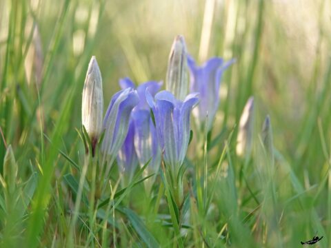 Paarse bloemen en knoppen groeien tussen groene grassprieten in de natuur.