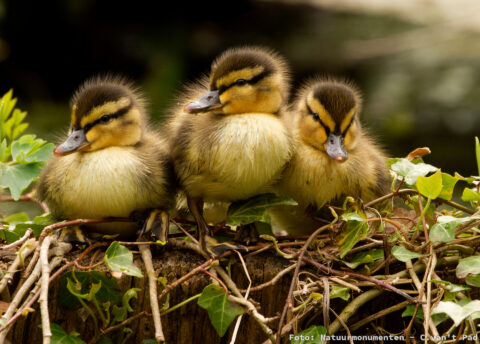 Drie eendjes rusten op takken, omringd door groene bladeren.