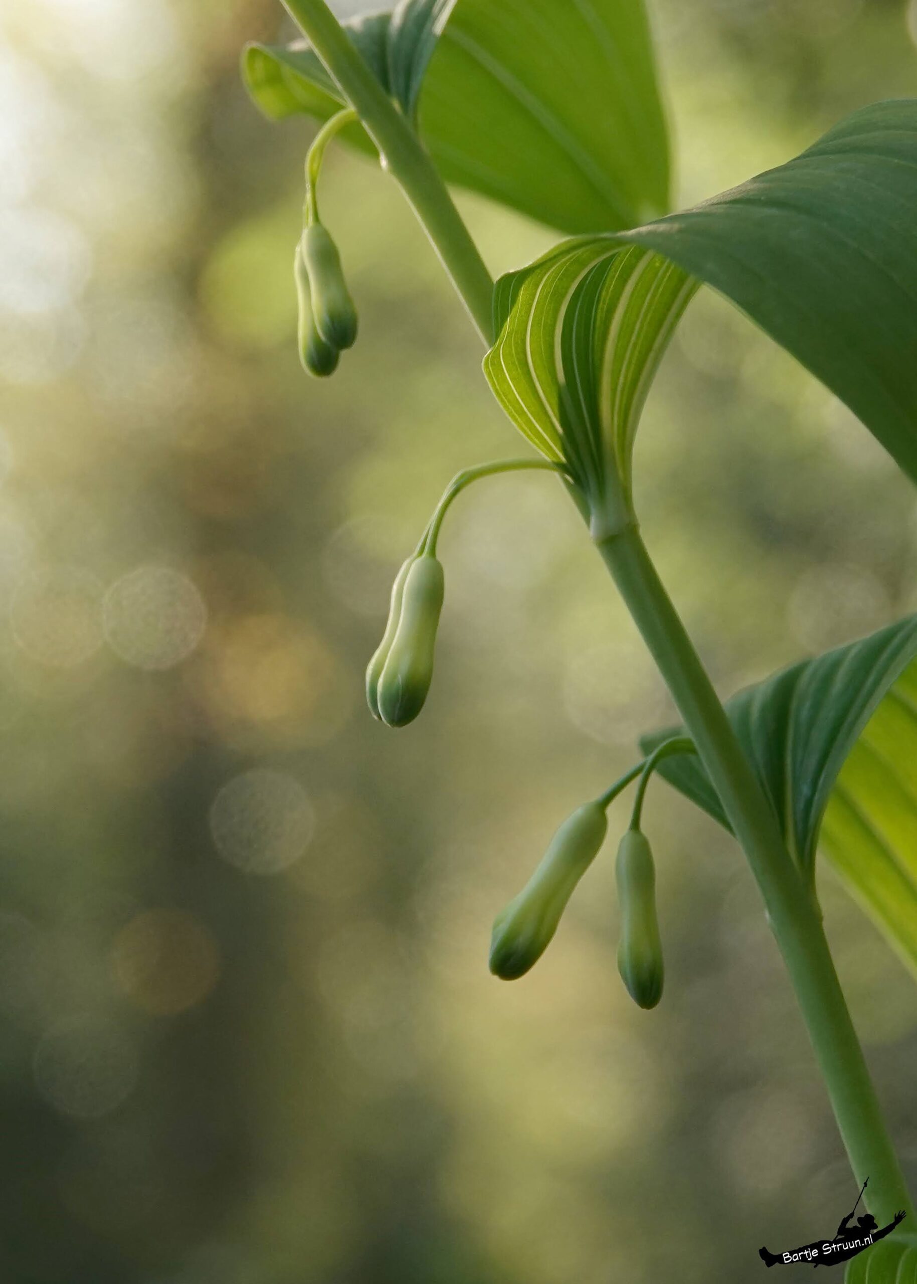 Groene stengel met hangende, ongeopende bloemen en bladeren, tegen een wazige, natuurlijke achtergrond.