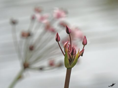 Roze bloemknoppen op een stengel, met vervaagde achtergrond van bloemen en water.