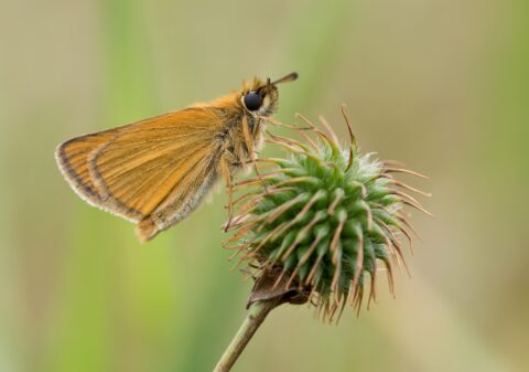 Oranje vlinder rust op groene distelknop tegen een vaaggroene achtergrond.