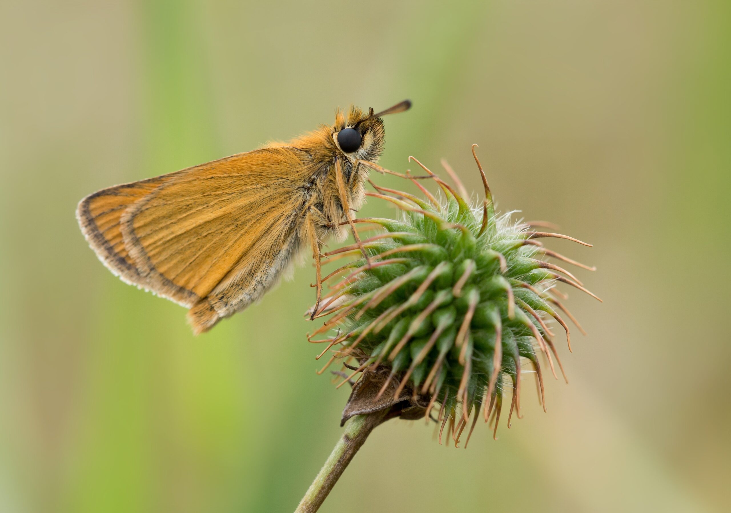 Oranje vlinder rust op groene distelknop tegen een vaaggroene achtergrond.