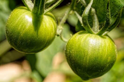 Twee onrijpe, groene tomaten aan een plant, omgeven door groene bladeren, in zonlicht.