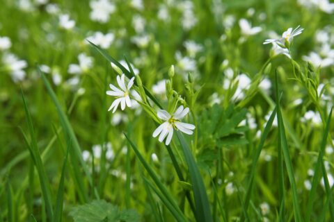Witte bloemen tussen groene bladeren in een weide, zomerse sfeer.