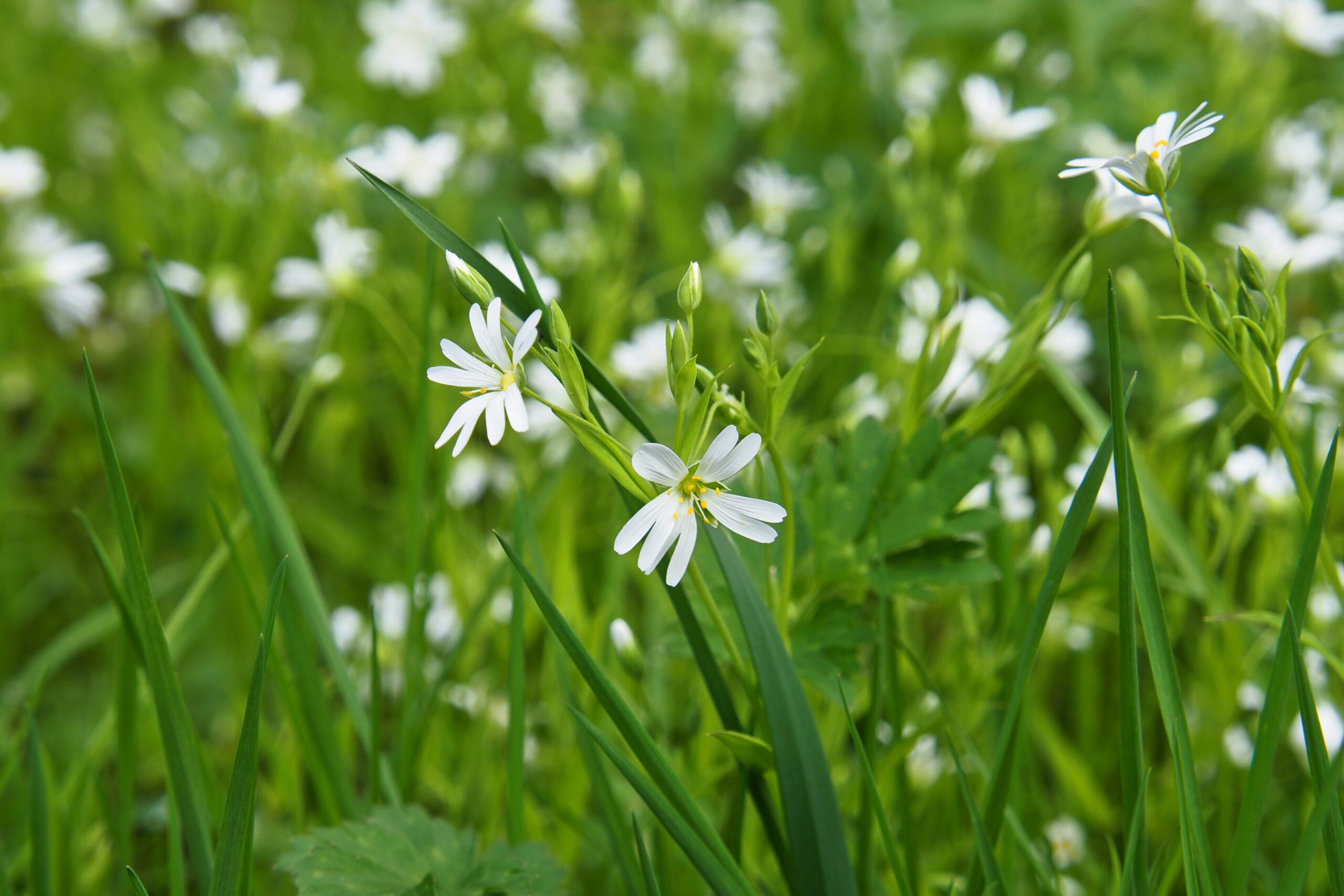Witte bloemen tussen groene bladeren in een weide, zomerse sfeer.
