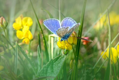 Blauwe vlinder op felgele bloemen te midden van groene grasstengels.