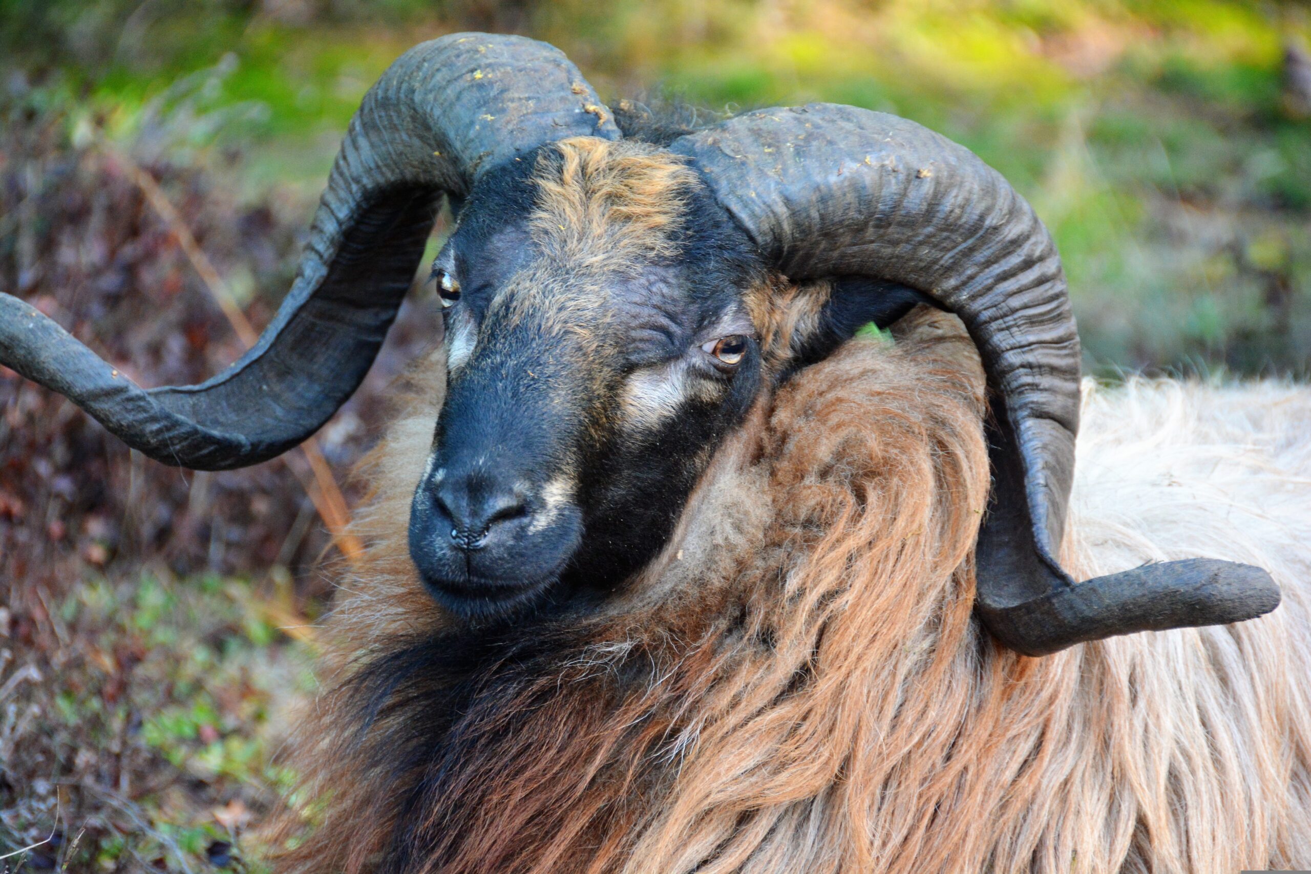 Een ram met gekrulde hoorns en dikke vacht kijkt naar de camera in een groene omgeving.