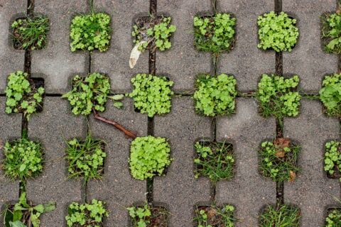 Tegelpad met groene planten in de openingen. Planten groeien in vierkantige gleuven.
