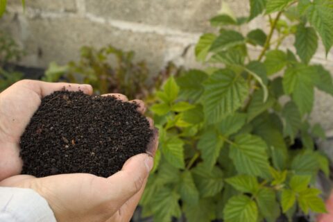 Handen vol aarde bij groene planten op de achtergrond.