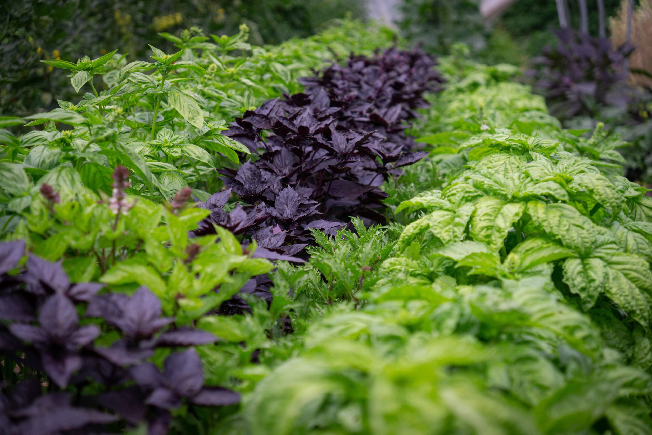 Rijen groene en paarse basilicumplanten in een tuinbed.