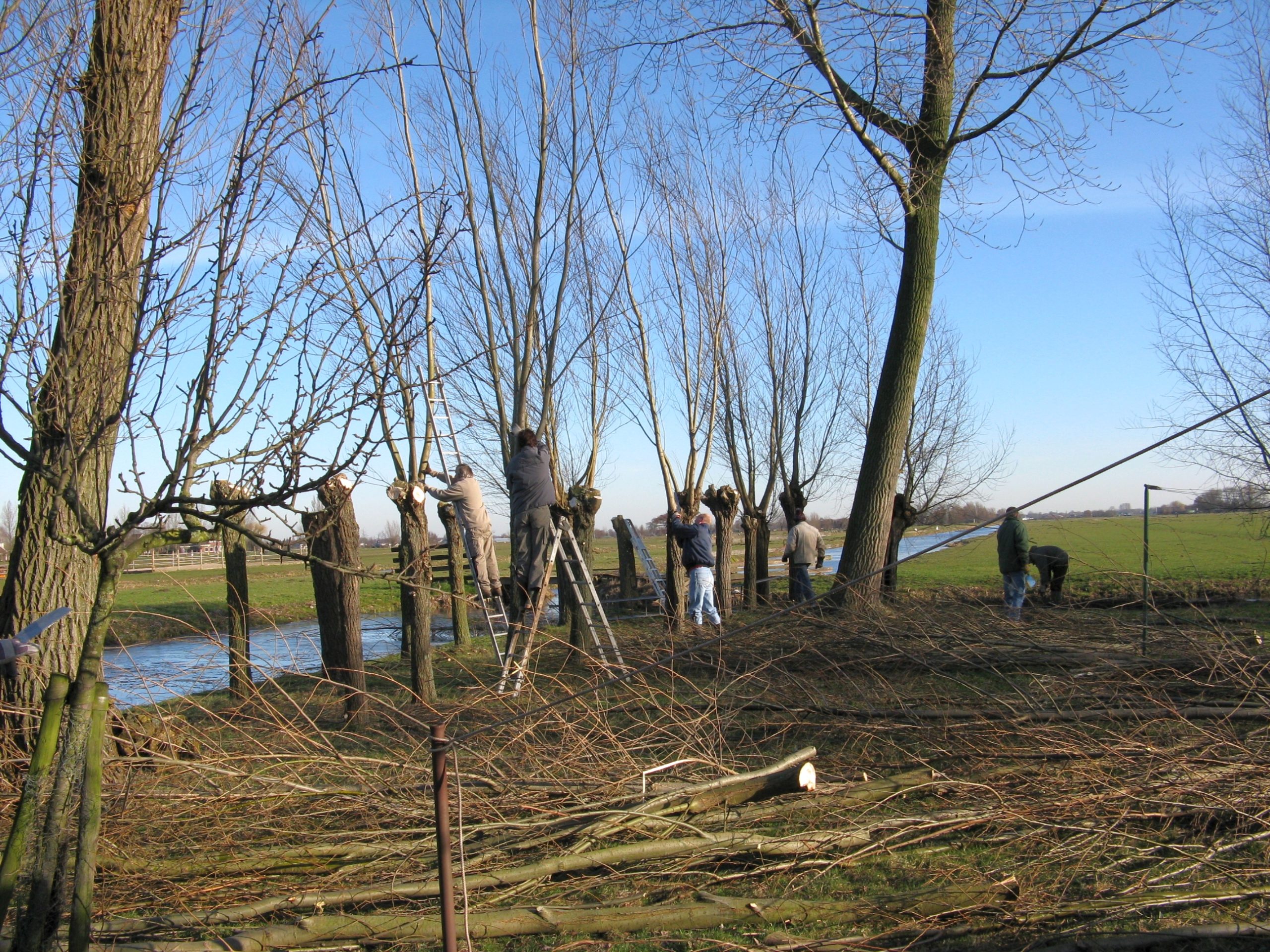 Knotten en takken bossen