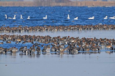 Grote groep eenden rust op ijs met op de achtergrond zwemmen zwanen in blauw water.