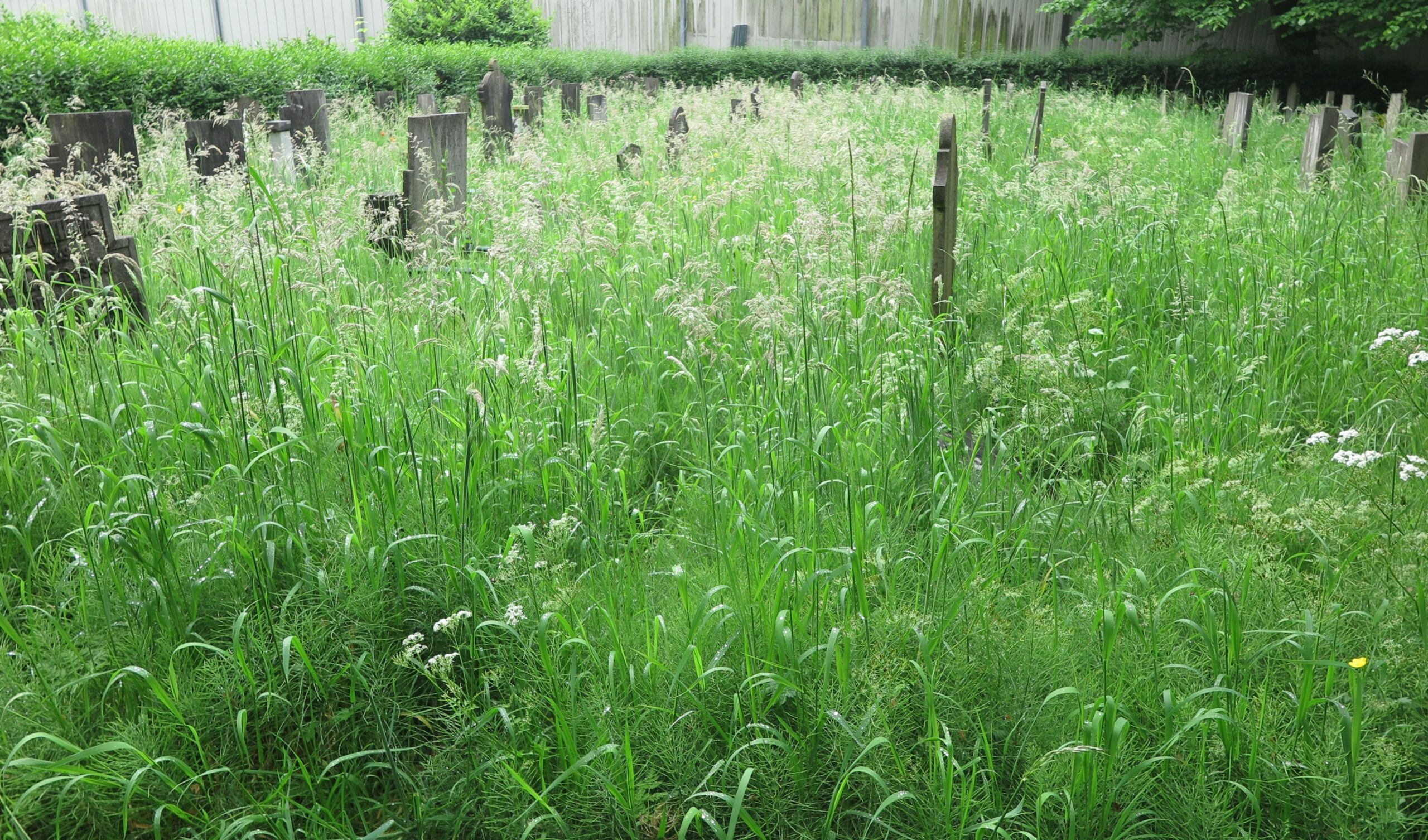 Begroeid kerkhof met hoge grassen en stenen, omgeven door een heg en houten schutting.