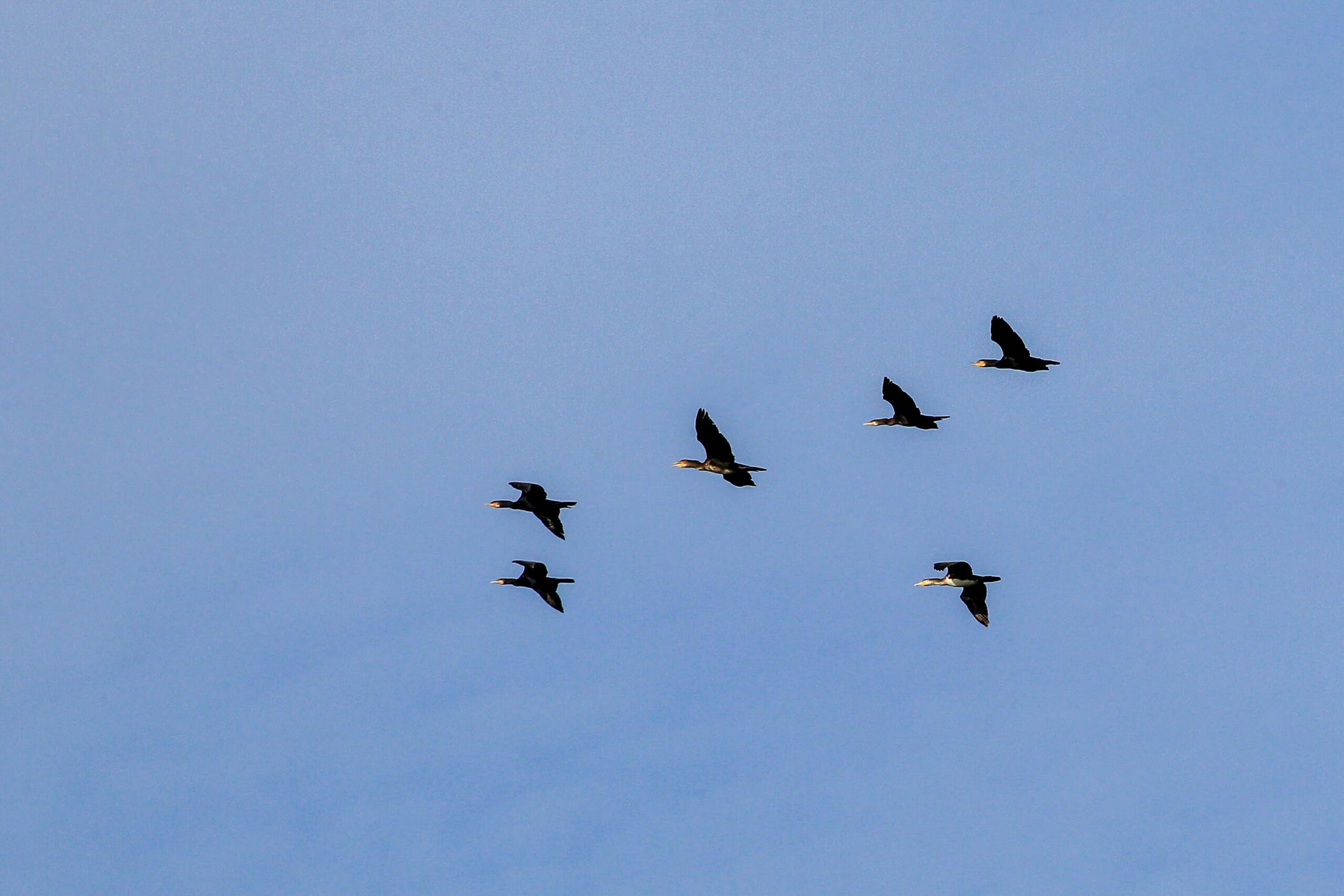 Vijf vogels vliegen in formatie tegen een heldere blauwe lucht.