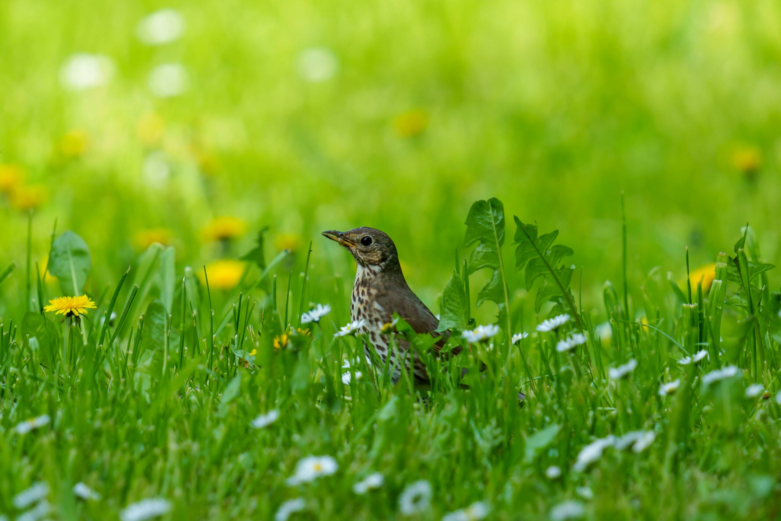 Lijster in groen gras met madeliefjes en paardenbloemen op de achtergrond.
