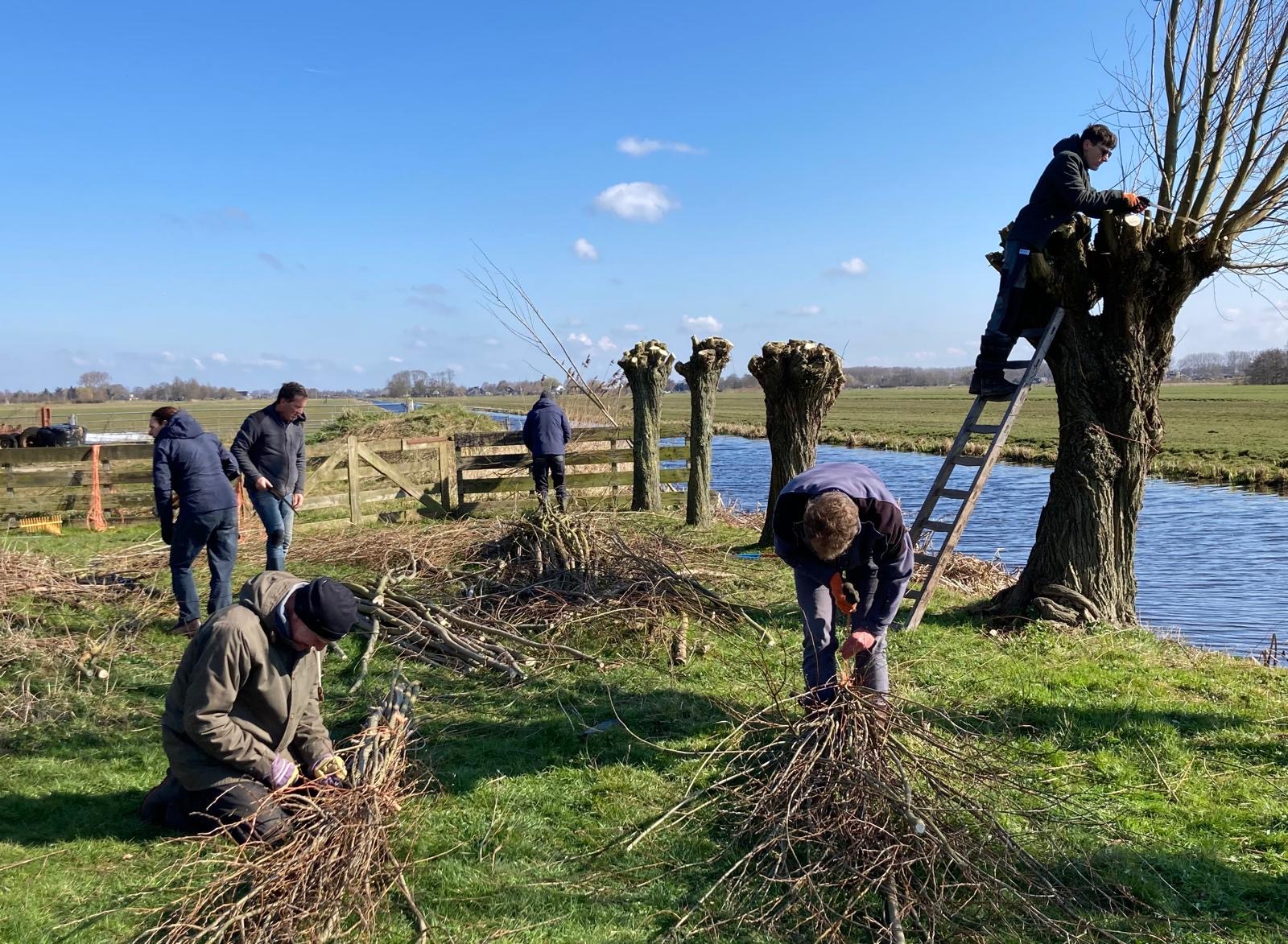 Mensen snoeien wilgen naast een sloot in een open landschap op een zonnige dag.