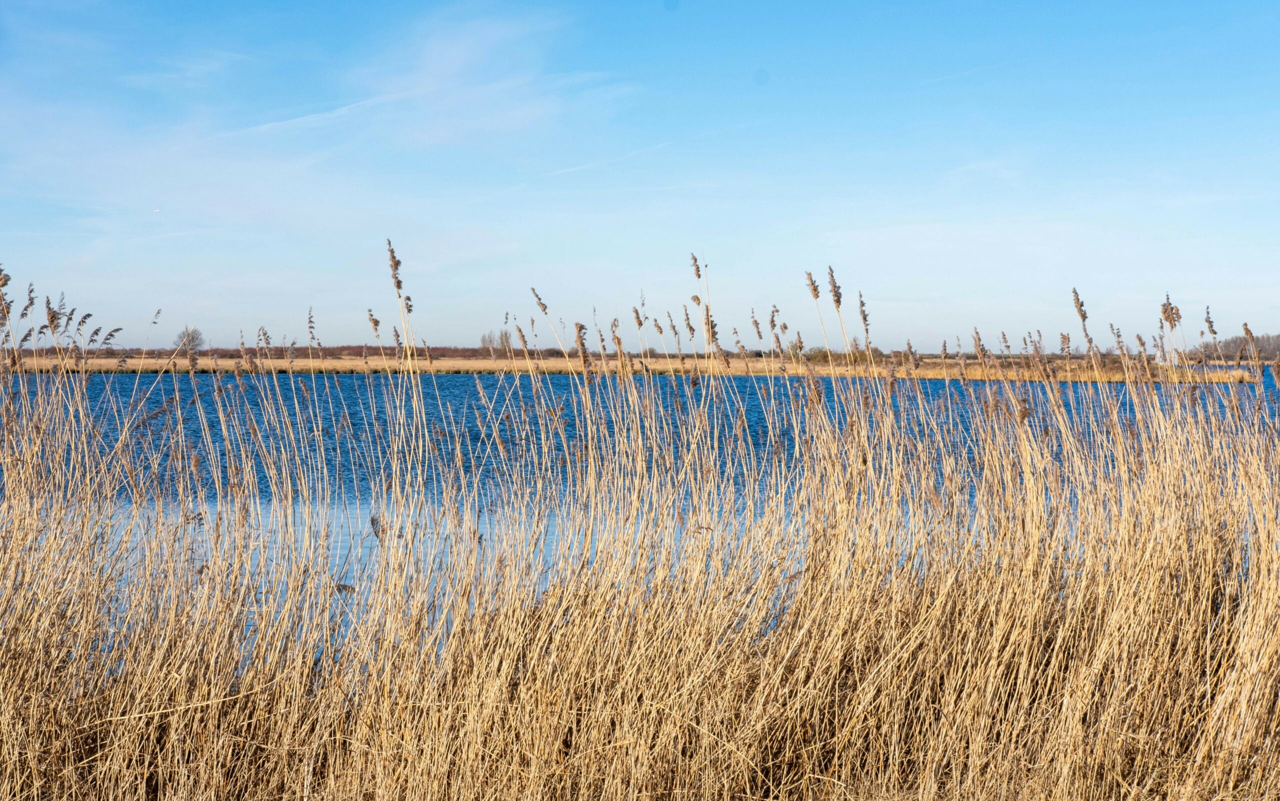 Riet langs een blauwe rivier onder een heldere lucht.