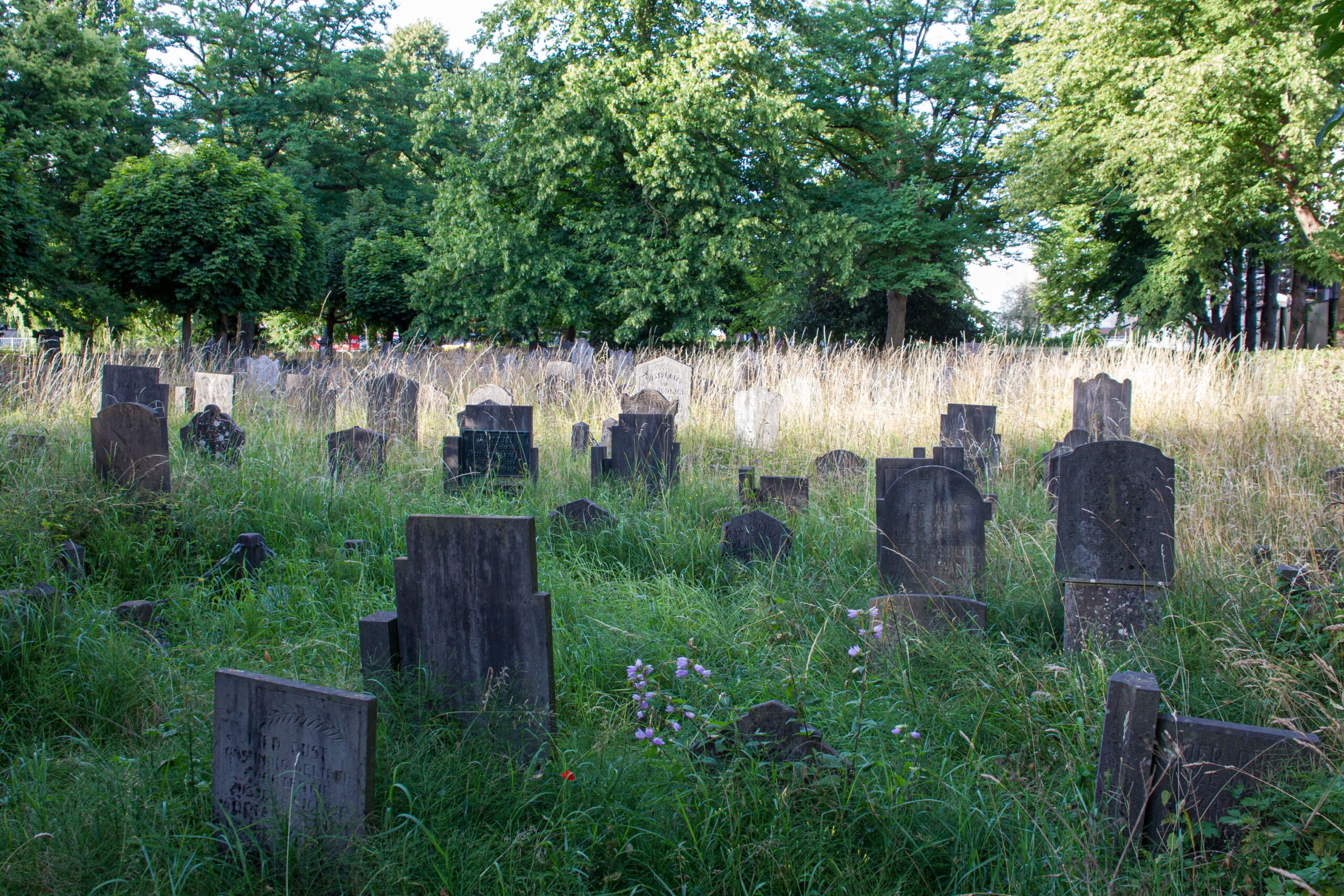 Begroeide begraafplaats met oude grafstenen omgeven door hoge bomen en gras.