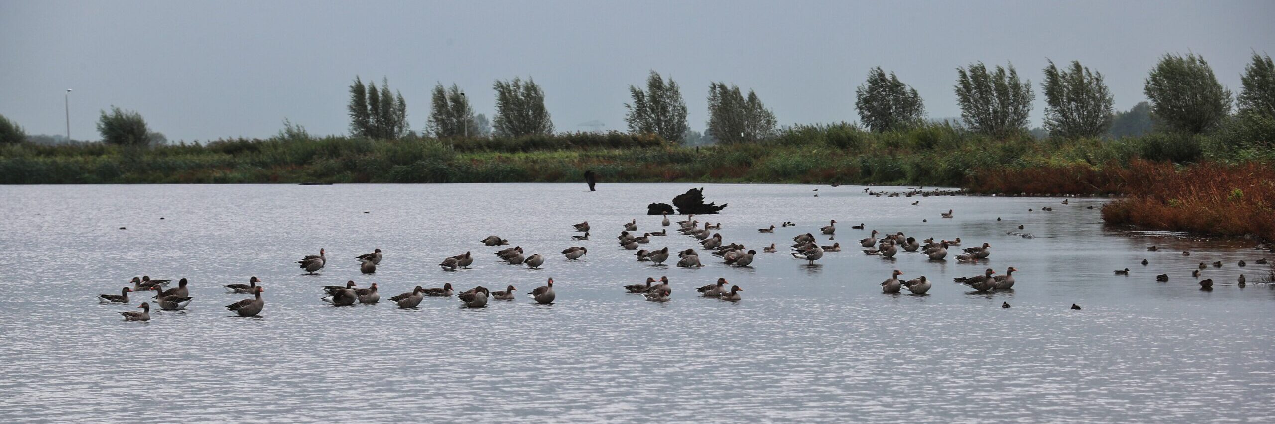 Een grote groep ganzen rust op een rustige vijver, omgeven door bomen en riet.