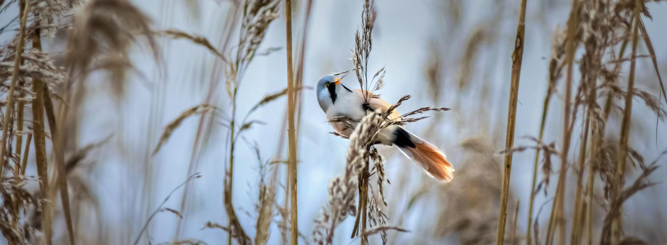 Baardmannetje en andere vreemde vogelnamen