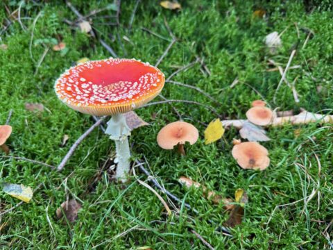 Paddenstoelentocht voor kinderen vanaf 4 jaar