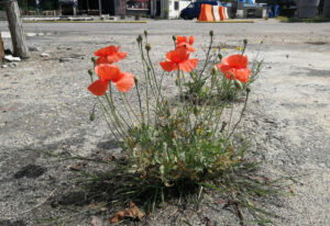 stadsnatuur klaproos