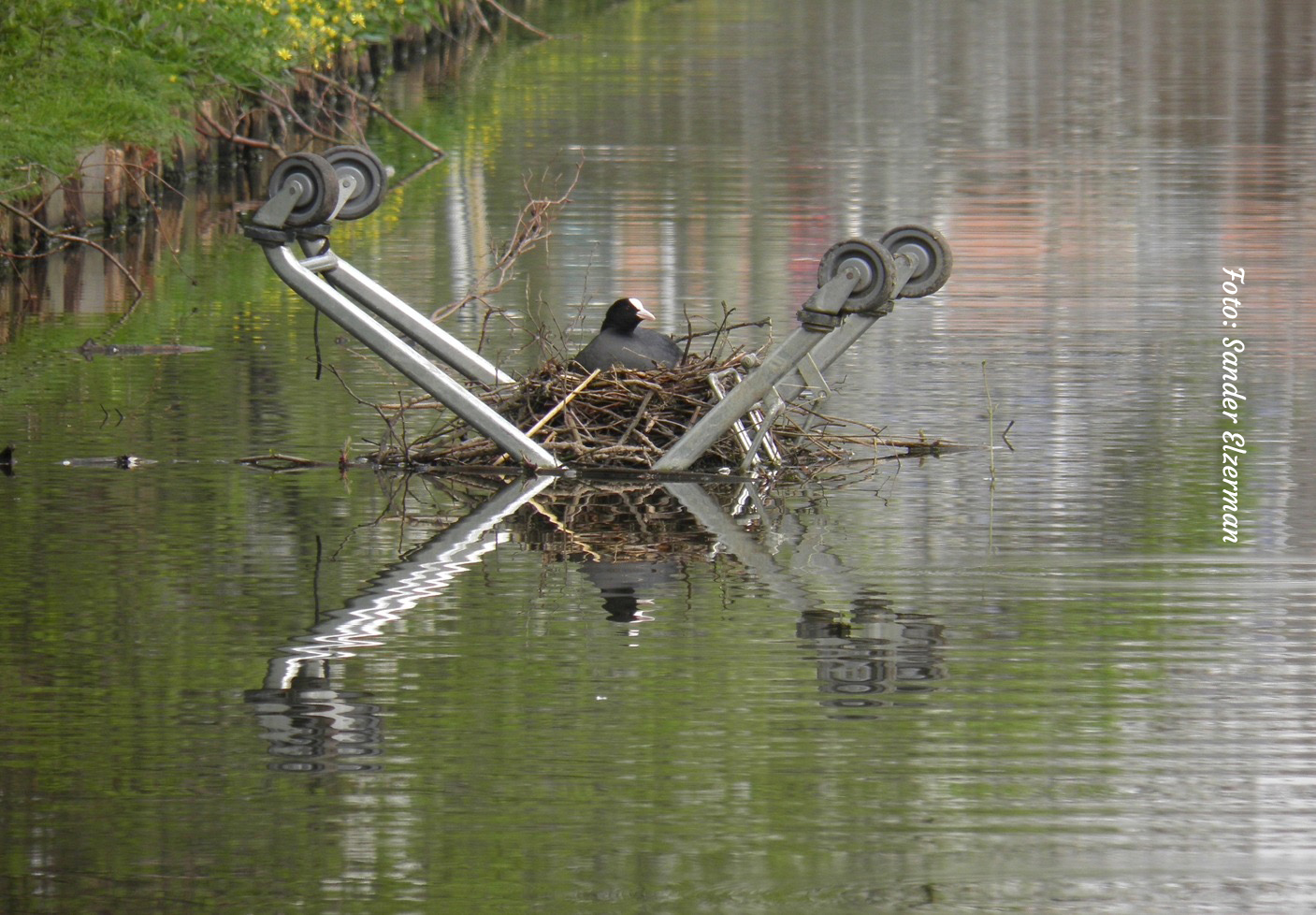 Stadsnatuur Lezing Niels de Zwarte