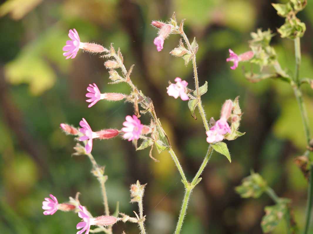Bloeiende bloemen in de Goudse Smultuin