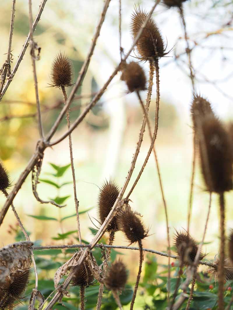 Kaardebol in de Goudse Smultuin