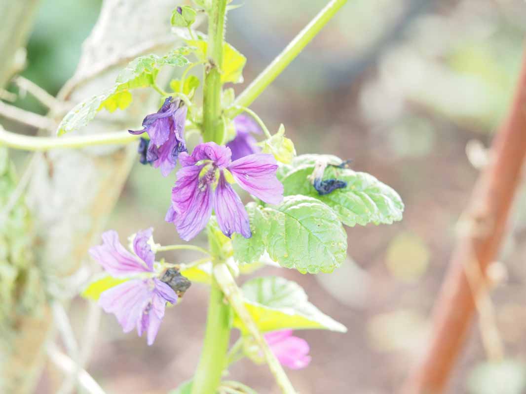 Kaasjeskruid Smultuin