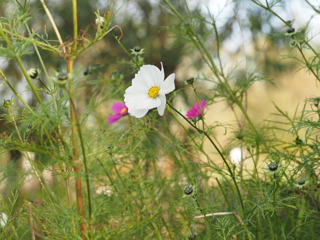 Eetbare planten Goudse Smultuin