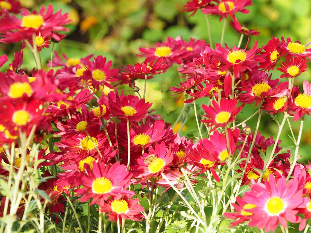 Bloeiende najaarsbloemen Goudse Smultuin